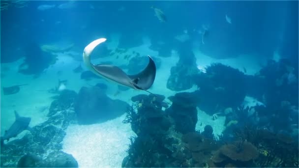 Grande Plano Stingray Uma Variedade Peixes Tropicais Sobre Recife Coral — Vídeo de Stock