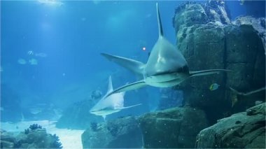 Büyük korkunç köpek balığı yakın çekim. Bir mercan kayalığı tropikal balık çeşitli.