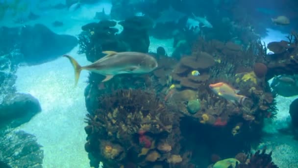 Una Variedad Peces Tropicales Sobre Arrecife Coral — Vídeo de stock