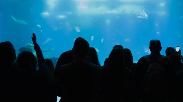 Siluetas Personas Que Observan Peces Marinos Tropicales Oceanario — Vídeo de stock