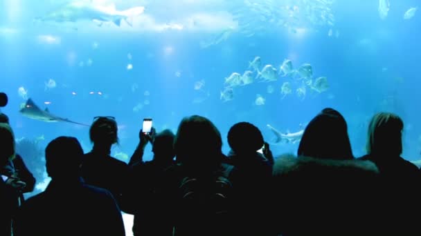Siluetter Människor Som Observerar Tropisk Havsfisk Oceanarium — Stockvideo