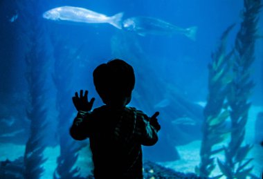 Oceanarium tropikal deniz balıkları gözlemler bir çocuk silüeti
