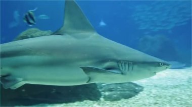 Büyük korkunç köpek balığı yakın çekim. Bir mercan kayalığı tropikal balık çeşitli.