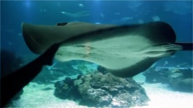 Büyük deniz stingray ve köpekbalıkları. Bir sürü deniz mercan resif balık