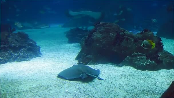 Grande raia marinha e tubarões. Um monte de peixes no recife de coral do mar — Vídeo de Stock