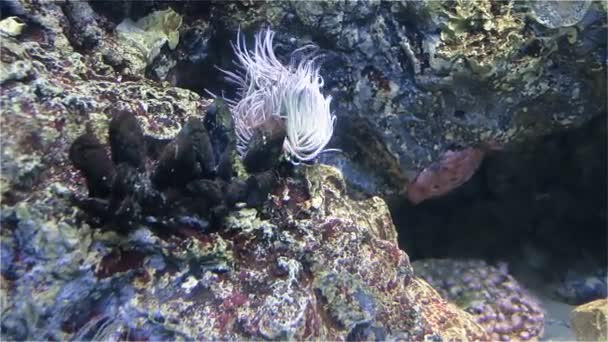 Anêmona bonita e peixe em um recife de coral — Vídeo de Stock