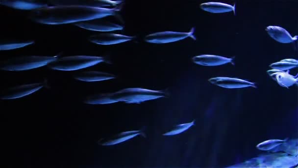 A flock of marine fish swims quickly in one direction. — Stock Video