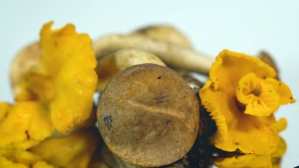 Frische essbare Pilze in Nahaufnahme, Drehung auf der Spiegeloberfläche — Stockvideo