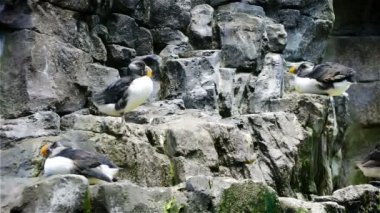 Bir grup kuş Fratercula arctica uçurumdan tüyler temizler