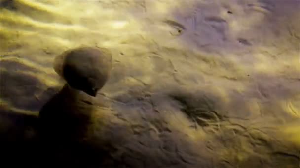 Плоская морская рыба барахтается в песке и в мерцании света — стоковое видео
