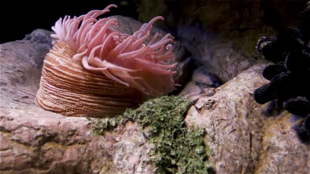 Anêmona bonita e peixe em um recife de coral — Vídeo de Stock