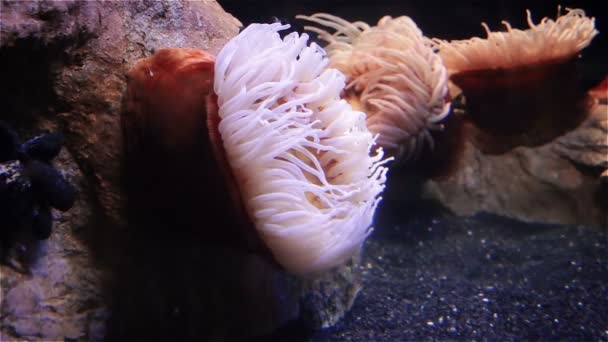 Schöne Anemonen und Fische auf einem Korallenriff — Stockvideo