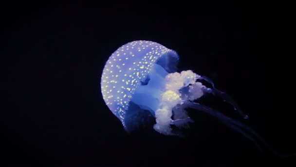 큰 바다 해파리 천천히 어두운 물에서 수영 — 비디오