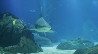 Büyük korkunç köpek balığı yakın çekim. Bir mercan kayalığı tropikal balık çeşitli.