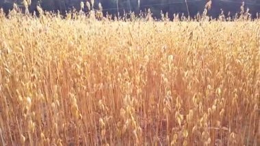 Çiftlik alanında büyüyen yulaf taneleri