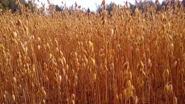 Ovesná zrna, rostoucí v oblasti hospodářství — Stock video