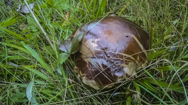 Natürliche Speisepilze. ein essbarer weißer Pilz — Stockfoto