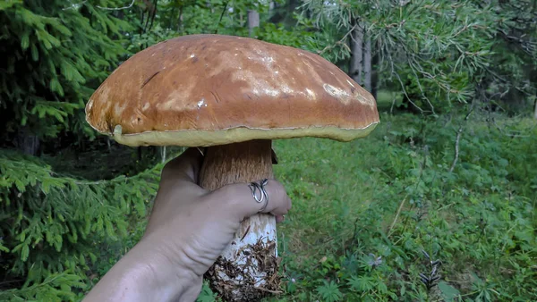 Funghi naturali commestibili nelle mani dell'uomo. Un fungo bianco commestibile — Foto Stock