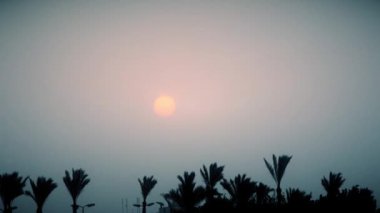 Palmiye ağaçları egzotik bir ülkede üzerinde güzel gün doğumu