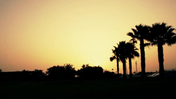 在异国的棕榈树上美丽的日出 — 图库视频影像