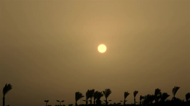 Прекрасный Восход Солнца Над Пальмами Экзотической Стране Time Lapse — стоковое видео