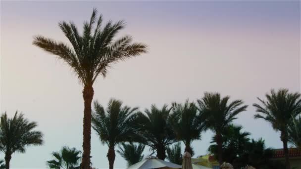 Las hojas de una palmera se balancean en el viento sobre el fondo de un cielo brillante — Vídeos de Stock