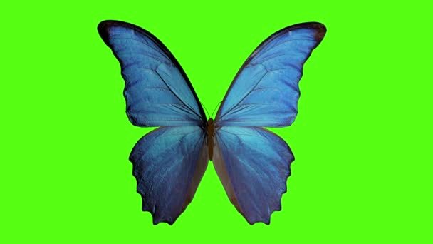 Vlinder Fladdert Met Zijn Vleugels Vlinder Een Groene Achtergrond Destructie — Stockvideo