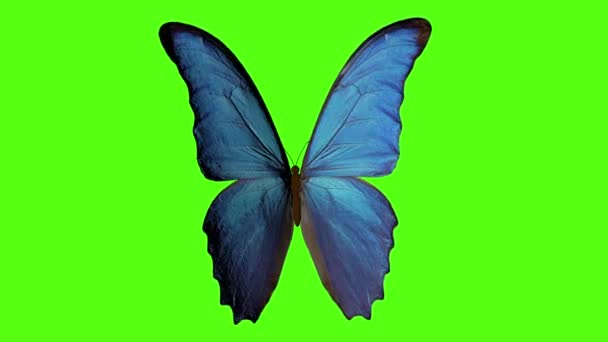 Butterfly flaps its wings. butterfly on a green background. 3 d rendering — Stock Video