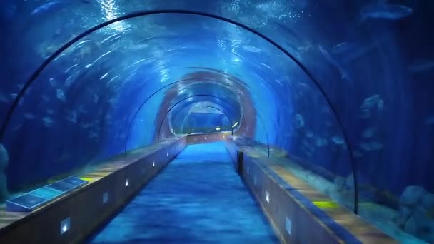 Modern underwater tunnel for the inspection of marine life — Stock Video