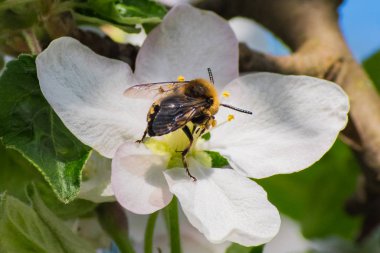 Bal arısı, tozlaşma süreci
