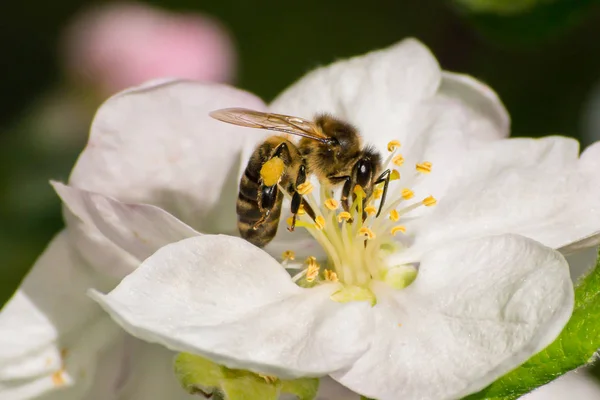 Mézelő méh, bepollinás folyamata — Stock Fotó
