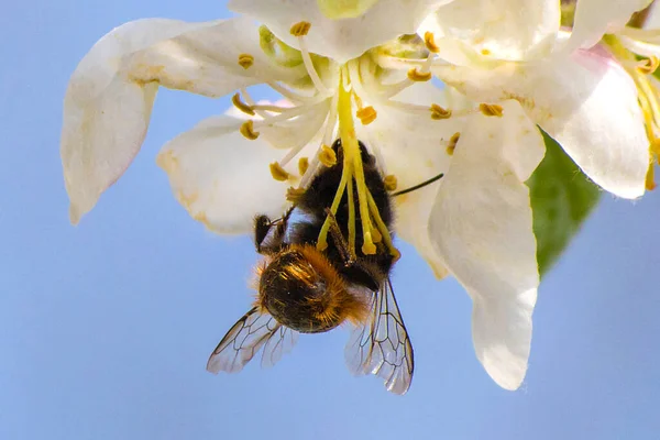 Honey bee, extracting nectar from fruit tree flower, pollination process