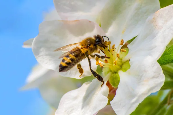 Honey bee, extracting nectar from fruit tree flower, pollination process