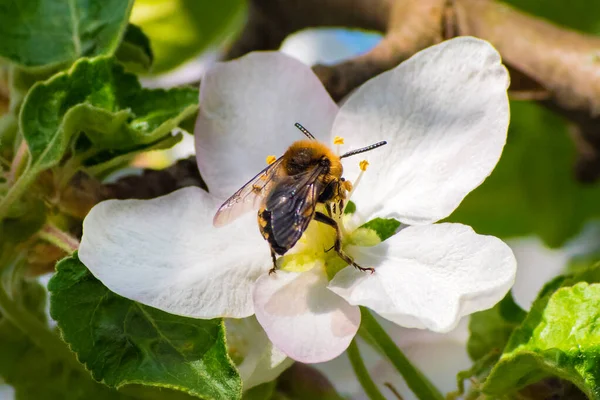 Honey bee, extracting nectar from fruit tree flower, pollination process