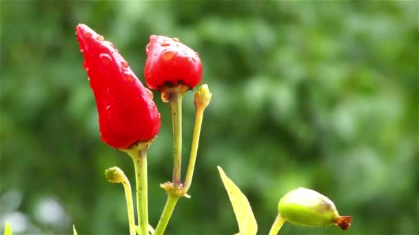 Rode chili peper op boom — Stockvideo