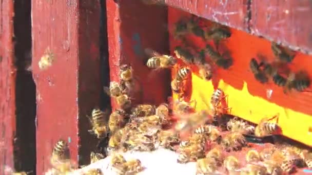 蜂の巣から蜂が飛ぶ — ストック動画