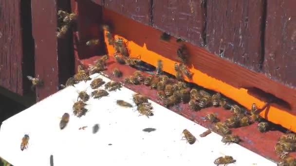 Las abejas vuelan de la colmena — Vídeo de stock