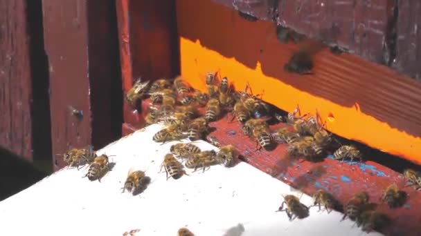 Bees fly from beehive — Stock Video