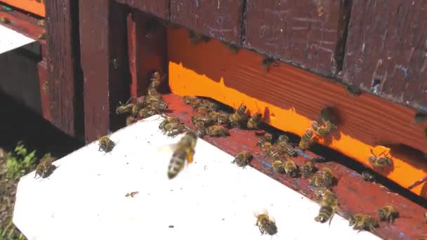 Včely létají z úlu — Stock video