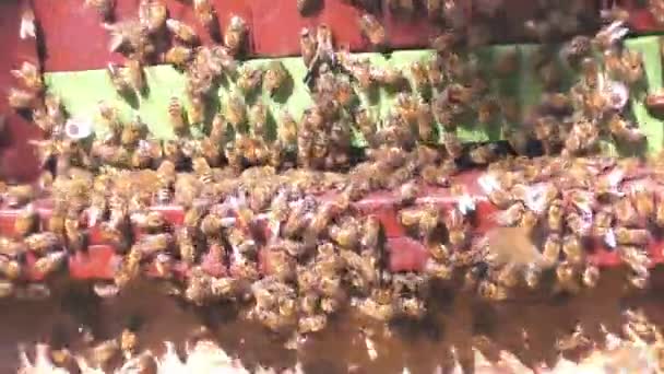 Bienen fliegen aus Bienenstock — Stockvideo