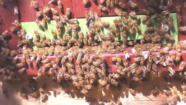 Bienen fliegen aus Bienenstock — Stockvideo