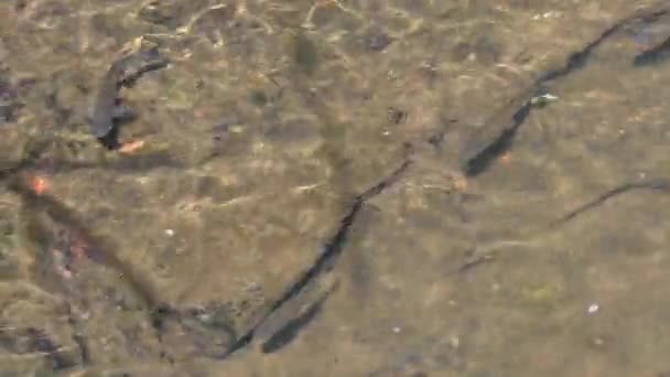 Ryby je plavání v řece — Stock video
