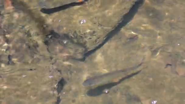 Fisk svømmer i elven – stockvideo