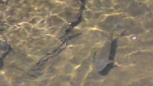Риба плаває в річці — стокове відео