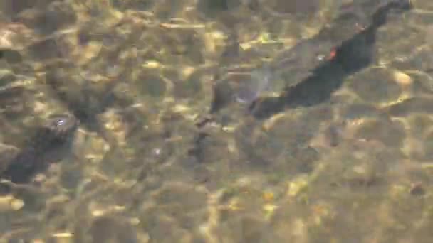 Il pesce sta nuotando nel fiume — Video Stock