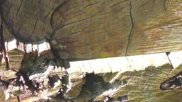 木の丸太の山 — ストック動画