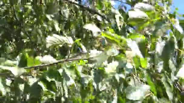 Grüne Blätter uhd 2160 4k — Stockvideo