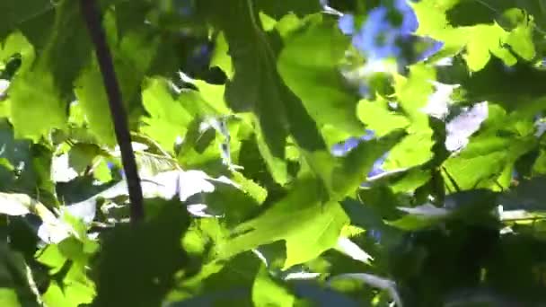 Hojas verdes de arce — Vídeo de stock