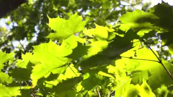 Зелене листя клена — стокове відео