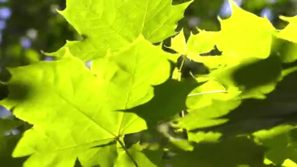 Зелене листя клена — стокове відео